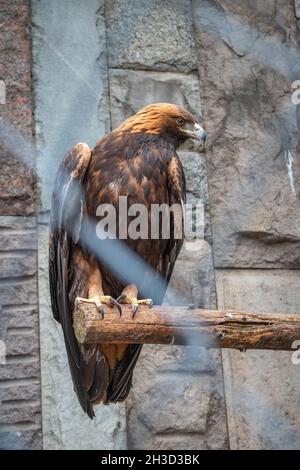 Golden Eagle sitting in a cage or aviary. The golden eagle, Aquila ...