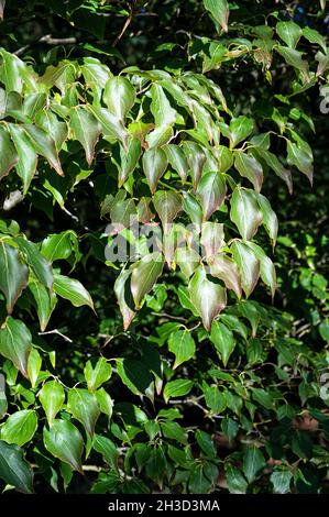 Cornus Kousa Chinensis, Chinese dogwood, Cornaceae. Eliptical leaves in late summer. Stock Photo
