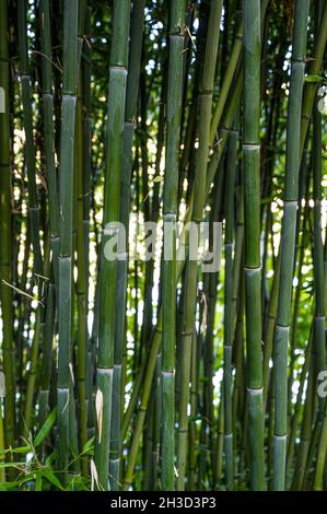 Mass of green bamboo canes. Stock Photo