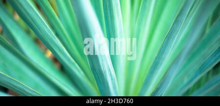 Natural green backgrounds and textures. Defocused striped abstract background. Stock Photo