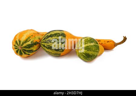 Three yellow and green crookneck gourds on white background Stock Photo