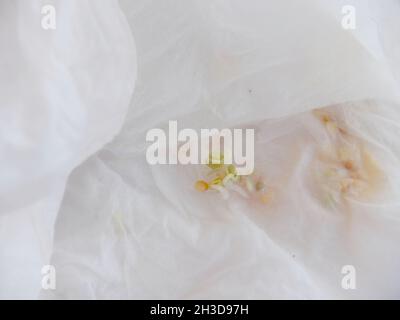 sow the seeds of tissue paper Stock Photo