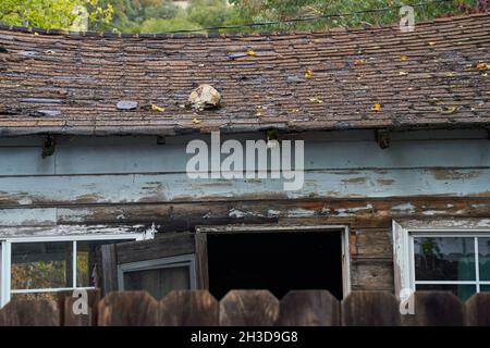 Deflated soccer ball rests on sagging roof of an abandoned house, Boonville, California. Stock Photo
