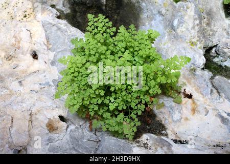 Asplenium lepidum, Aspleniaceae. Wild plant shot in spring. Stock Photo