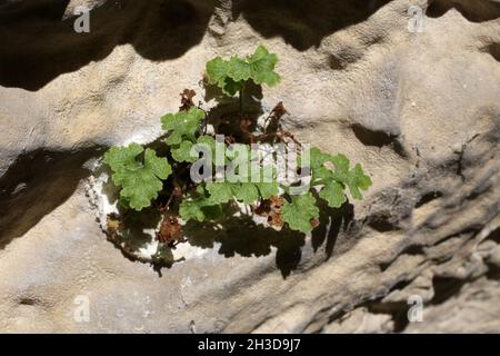 Asplenium lepidum, Aspleniaceae. Wild plant shot in spring. Stock Photo
