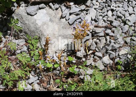 Orobanche ramosa, Orobanchaceae, Wild plant shot in spring. Stock Photo