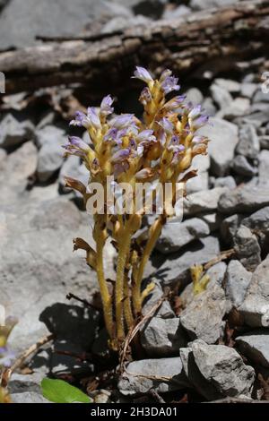 Orobanche ramosa, Orobanchaceae, Wild plant shot in spring. Stock Photo