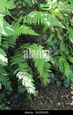 Soft Shield Fern in natural woodland setting Stock Photo - Alamy