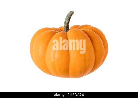 Fresh miniature pumpkin on an isolated white background Stock Photo