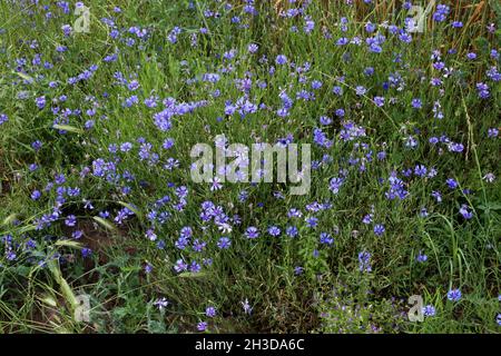 Cyanus segetum, Centaurea cyanus, Cornflower, Compositae. Wild plant shot in spring. Stock Photo