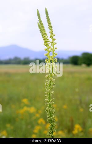 Reseda luteola, Resedaceae. Wild plant shot in spring. Stock Photo