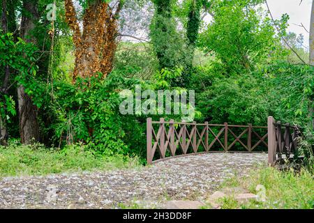 A wooden bridge inside the natural park land with green plants and huge body trees with withered and dried leaves with gravel stone and white cottons. Stock Photo