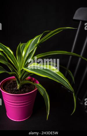 elefantenfuß 120 cm Elefantenfuß – 120 cm – Beaucarnea recurvata kaufen – Luna's Leaf Co main image 0