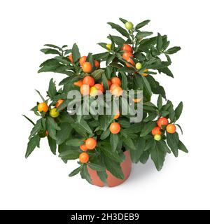 Solanum pseudocapsicum plant close up isolated on white background Stock Photo