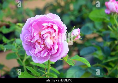 Single Pink Rose ‘Princess Anne’ Flower grown in the Borders at RHS Garden Bridgewater, Worsley, Manchester, UK. Stock Photo