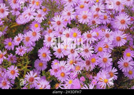 Violet bright flowers on floral wallpaper,. Close up many purple blooming flowers in garden on flowerbed. Stock Photo