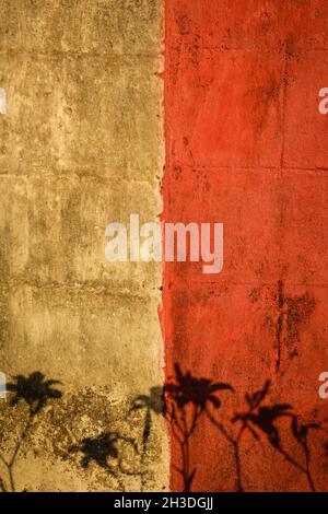 Flower Shadows on textured wall Stock Photo