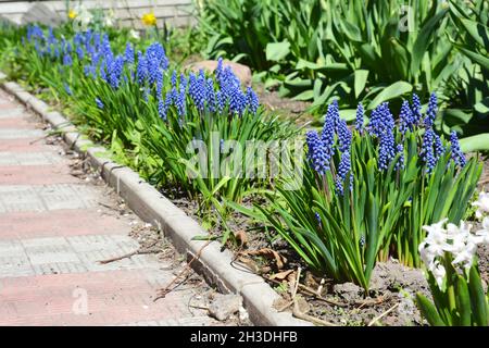 Grape hyacinth flowers. Blue muscari flowers (Grape hyacinth) in the  spring garden Stock Photo