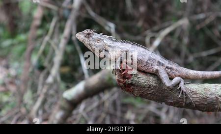 Medium shot of an oriental garden lizard or eastern garden lizard with a mosquito sucking blood from the lizard's forehead Stock Photo