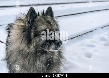 Cute fluffy Keeshond breed dog walking in the snow in winter Stock Photo