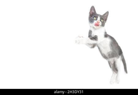 Funny little kitten licking lips isolated on white background, copy space Stock Photo