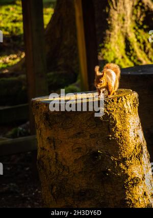 A red squirrel standing on a tree trunk with a golden fall afternoon sun Stock Photo