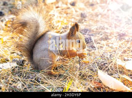 Close-up of a red squirrel holding a whole walnut Stock Photo
