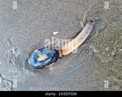 sand gaper, soft-shelled clam, softshell clam, large-neck clam, steamer (Mya arenaria, Arenomya arenaria), soft-shell clam with siphon on the North Stock Photo