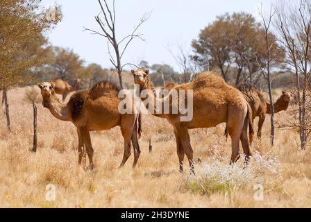 dromedary, one-humped camel (Camelus dromedarius), Herd at the outback, Australia Stock Photo
