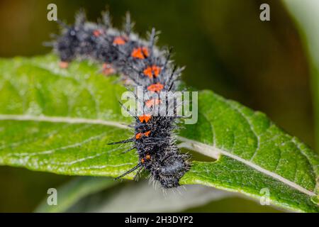 Camberwell beauty (Nymphalis antiopa), caterpillar feeds a wiilow leaf, Germany Stock Photo