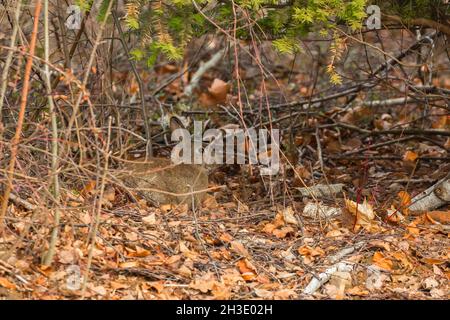 European rabbit (Oryctolagus cuniculus), sitting in the bushes in autumn, side view , Germany Stock Photo