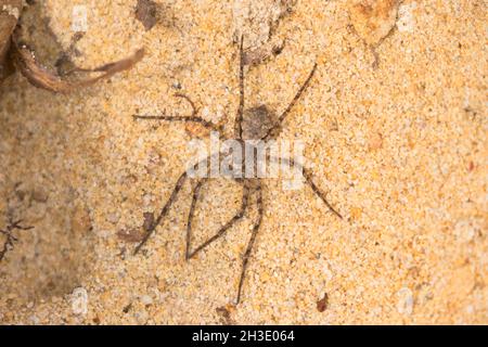 wolf spider (Arctosa cinerea) (Arctosa cinerea), sunbaths on sandy ground, Germany Stock Photo