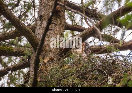 northern goshawk (Accipiter gentilis), Juvenile peering out of the aerie, Germany Stock Photo