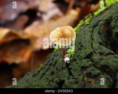 Mushrooms growing out of a tree trunk covered with green moss in Autumn season. Mushrooms on the tree stub with moss around. European forest nature. Stock Photo