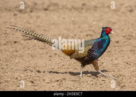 Common pheasant, Caucasus Pheasant, Caucasian Pheasant, tenebrosus (Phasianus colchicus tenebrosus), dark morph (tenebrosus),walks in a field, Stock Photo