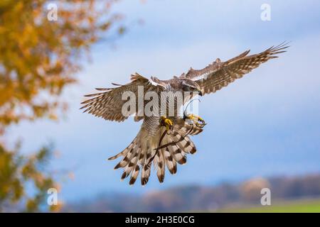 northern goshawk (Accipiter gentilis), landing, falconry, Germany Stock Photo