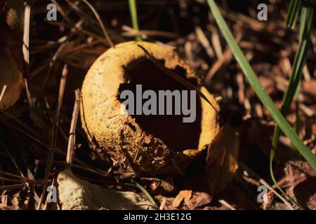 A rotten Scleroderma citrinum mushroom (Common Earthball) on a grass. Inedible mushroom. Stock Photo