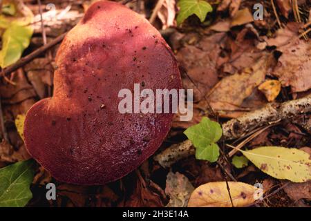 Top view of Fistulina hepatica mushroom (a.k.a. beefsteak fungus). Edible mushroom, rich in vitamin c. Stock Photo