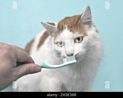 Cute longhair cat getting her teeth brushed by her owner on a turquoise green background. Stock Photo