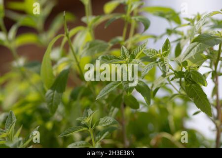 Close up of Aloysia plant, a genus of flowering plants in the verbena family, known generally as Beebrushes Stock Photo