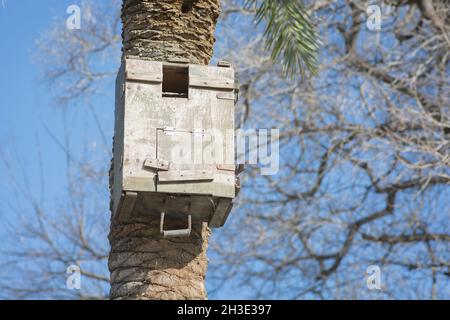 Man made birdhouse, mounted on a trunk of a Palm tree Stock Photo