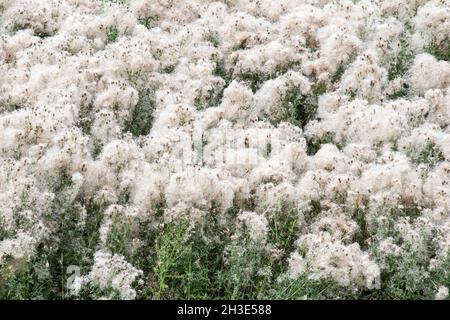 Thistledown -  thistle seed heads,  Scotland UK Stock Photo