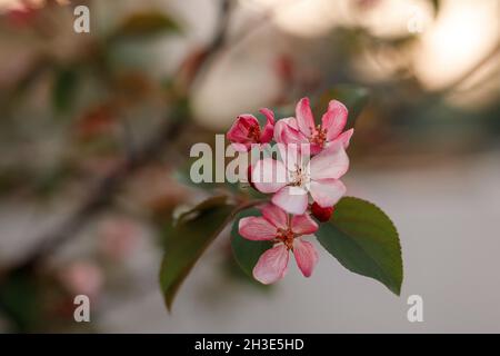Blooming apple tree in spring time. Stock Photo