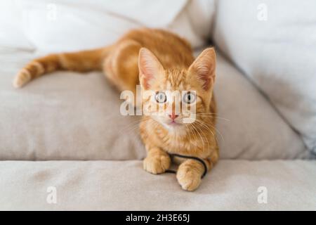 Cute kitten muzzle with brown coat looking at camera lying on couch playing with hair tie in daytime on blurred background Stock Photo