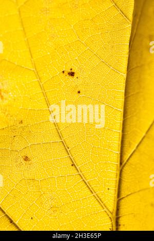 Closeup of bright yellow thin dry autumn leaf with veins for full frame abstract background Stock Photo