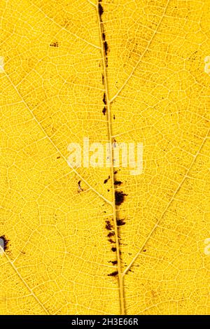 Closeup of bright yellow thin dry autumn leaf with veins for full frame abstract background Stock Photo