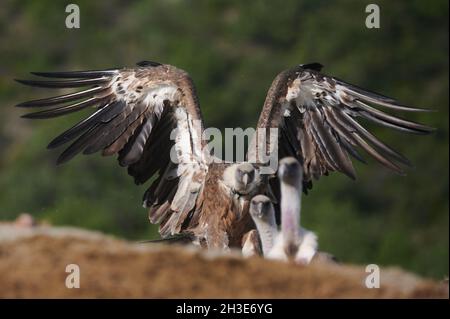 Flock of predatory griffon vultures sitting on rough ground in natural environment in Pyrenees Stock Photo