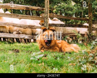 Attentive dogs sitting on grassy ground near wooden fence and guarding herd of sheep in countryside Stock Photo