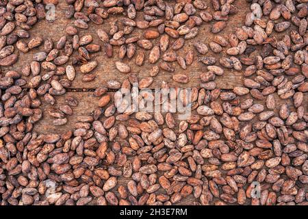 Top view of raw brown cocoa beans placed on wooden table during harvesting season on São Tomé and Príncipe island in daytime Stock Photo