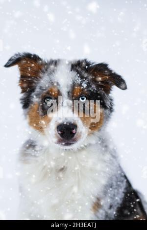 Beautiful juvenile male Blue Merle Australian Shepherd puppy sitting in the snow.  Selective focus with blurred background.